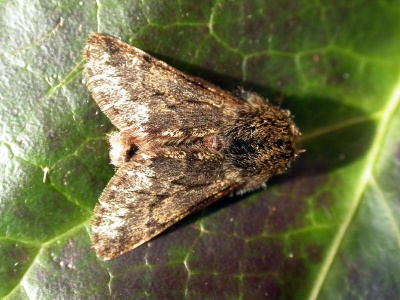 small brindled beauty (Apocheima hispidaria) Kenneth Noble